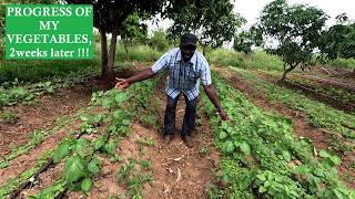 MY VEGETABLE SECTION // 2 WEEKS LATER...progress of my farming