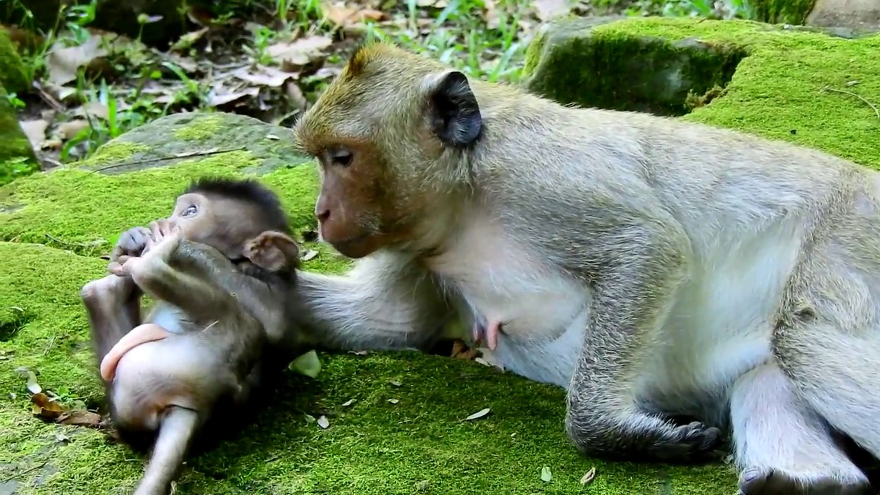 first foundry Newborn Monkey Timo Spends Long time Lays On The Ground Warmly With Jill