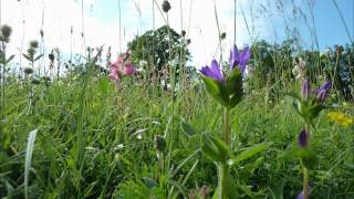 Видео Test Panasonic Lumix DMC-TZ8 (автор: Freddy Wolf)