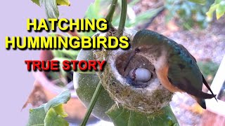 Hatching Hummingbirds Caught on Camera  Rare Footage!