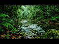 🌿 Rainforest River Sounds for Deep Sleep 😴 | Relaxing Nature Sounds, Stress Relief & Meditation