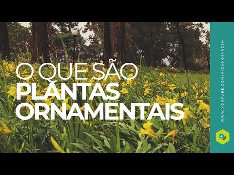 Vídeo: Qual é uma planta ornamental?