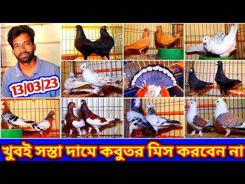 এতো কমদামে কীভাবে সম্ভব ? মিস করলেই লস | সস্তা দামে কবুতর বিক্রি করা হবে