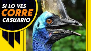 The World's Most Dangerous and Lethal Bird - The Southern Cassowary - A Dinosaur Bird!! 🦕 Victor ...