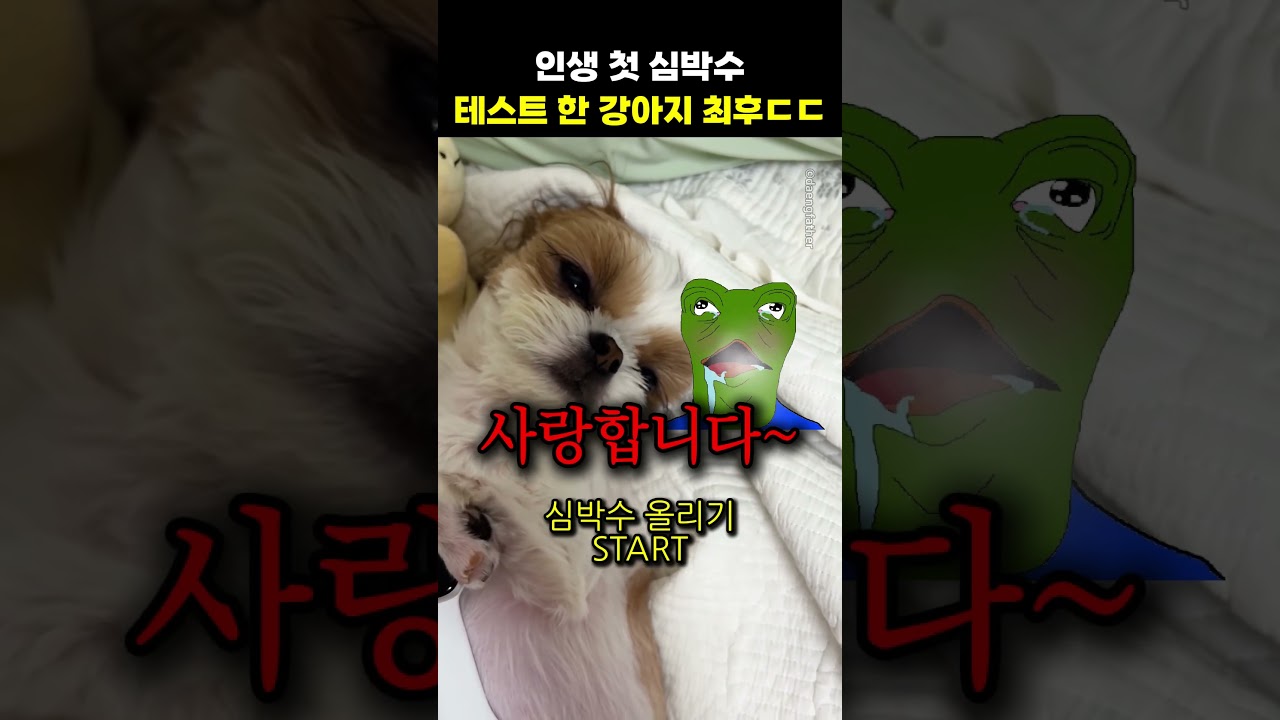 인생 첫 심박수 테스트 한 강아지 최후ㄷㄷ 썸네일