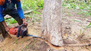 MENIMPA TRUK‼kayu jati pinggir kebun tidak kuat ditarik