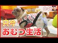 おむつ生活になったパグ犬小虎 Pug in a diaper[パグログ-0471]