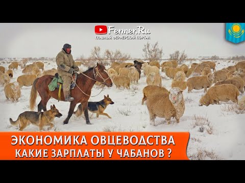 🐏Свыше 200 миллионов за одну овцеводческую точку. Бауржан Оспанов: Экономика и бизнес в овцеводстве