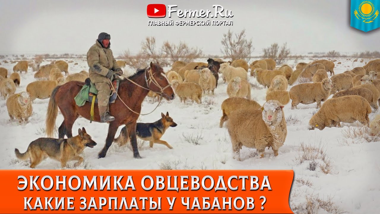 🐏Свыше 200 миллионов за одну овцеводческую точку. Бауржан Оспанов: Экономика и бизнес в овцеводстве