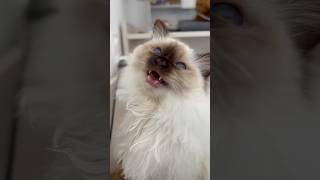 floofy Birman cat has an important message || ekekekkekkek