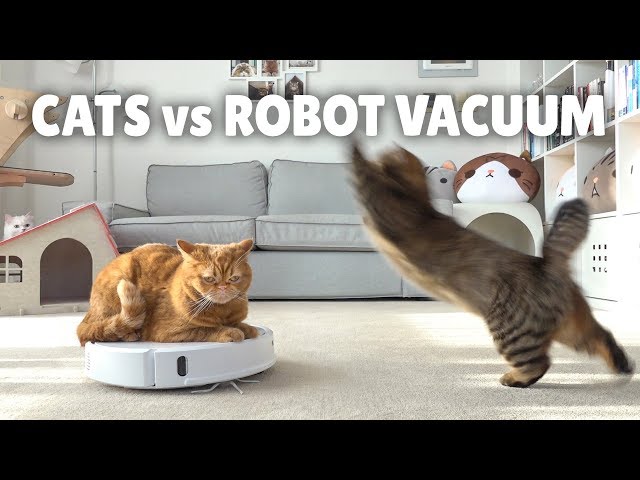 Cats vs Robot Vacuum