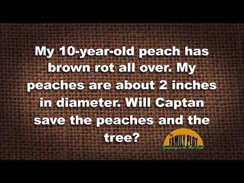 Vídeo: Citrus Brown Rot Treatment - Como gerenciar a podridão marrom em frutas cítricas
