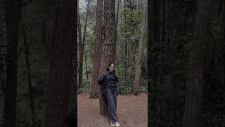 Pine forest - VAGAMON🌲🌲