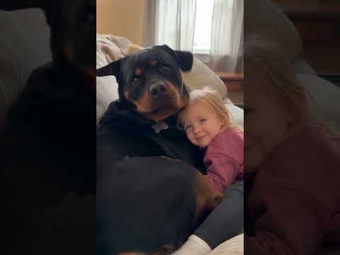 Toddler Snuggles Her Giant Rottweiler & He Loves It 🥰