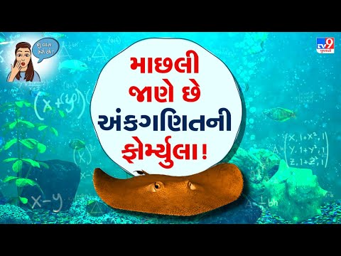 માણસ સિવાયના પણ અનેક જીવો જાણે છે અંકગણિતની ફોર્મ્યુલા ! માછલીઓ પર થયો અનોખો પ્રયોગ | TV9News