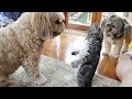 Very FUNNY ANIMAL VIDEOS - Ultra HARD TRY NOT TO LAUGH challenge