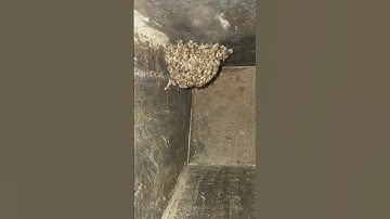 New Swarm Apis Cerana Indica