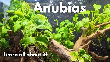 Comprehensive Anubias care guide: Everything you need to know to grow an EPIC plant