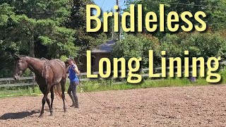 Bridleless Driving with my Thoroughbred Profile