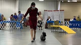 Hutchinson, KS - 6/11/21 - Junior Showmanship - Open Intermediate by Totally Tiggerific 15 views 5 months ago 11 minutes, 39 seconds