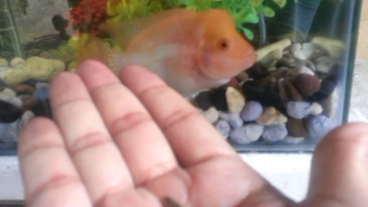 camera iphone 8 plus apk Flowerhorn feeding