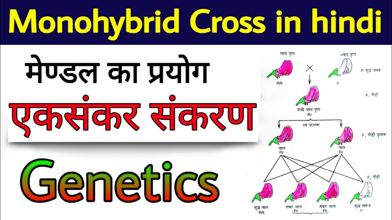 Monohybrid Cross In Hindi Mendel s Experiment Monohybrid Cross monohybrid-cross-in-hindi-mendel-s-experiment-monohybrid-cross