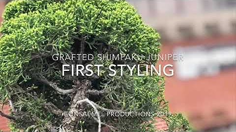 First Styling: Shimpaku Juniper Bonsai