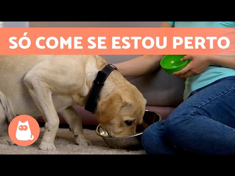 Vídeo: Por que meu cachorro não come quando eu me for?