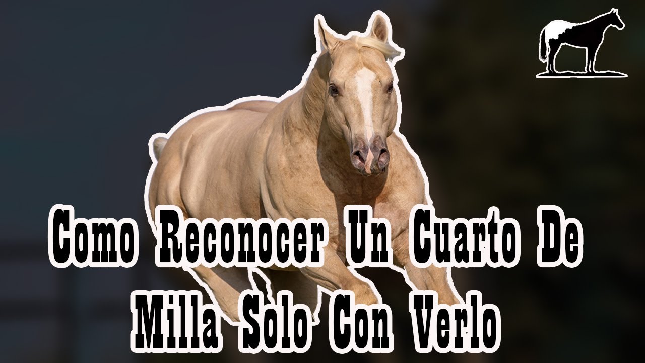 Capitulo 2 (Cuarto De Milla) Como Saber Que Raza Es Un Caballo Solo Con