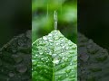 Chill Drops