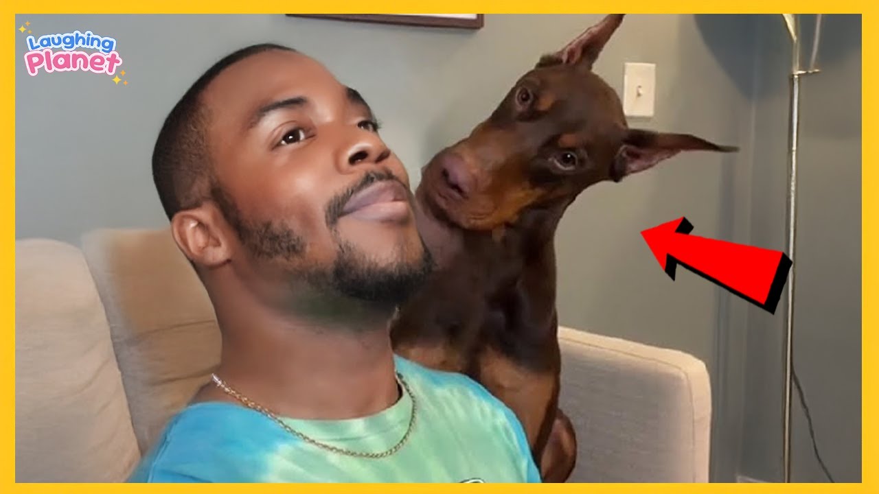 🐕🤯Dogs are the Kings of Comedians 🤣 Funniest Dog Videos 2025