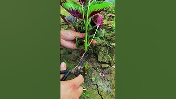 Take the red spinach with scissors #shorts