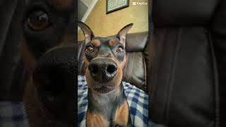 #edit #dog #viral