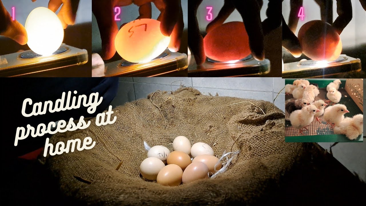 Egg Candling process at home using mobile |check the eggs fertility ...