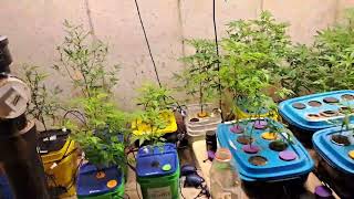 GROWER DEACON DAVE INDOOR MARIJUANA GROW UPDATE ..