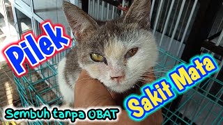 KUCING SAKIT MATA DAN PILEK SEMBUH TANPA OBAT