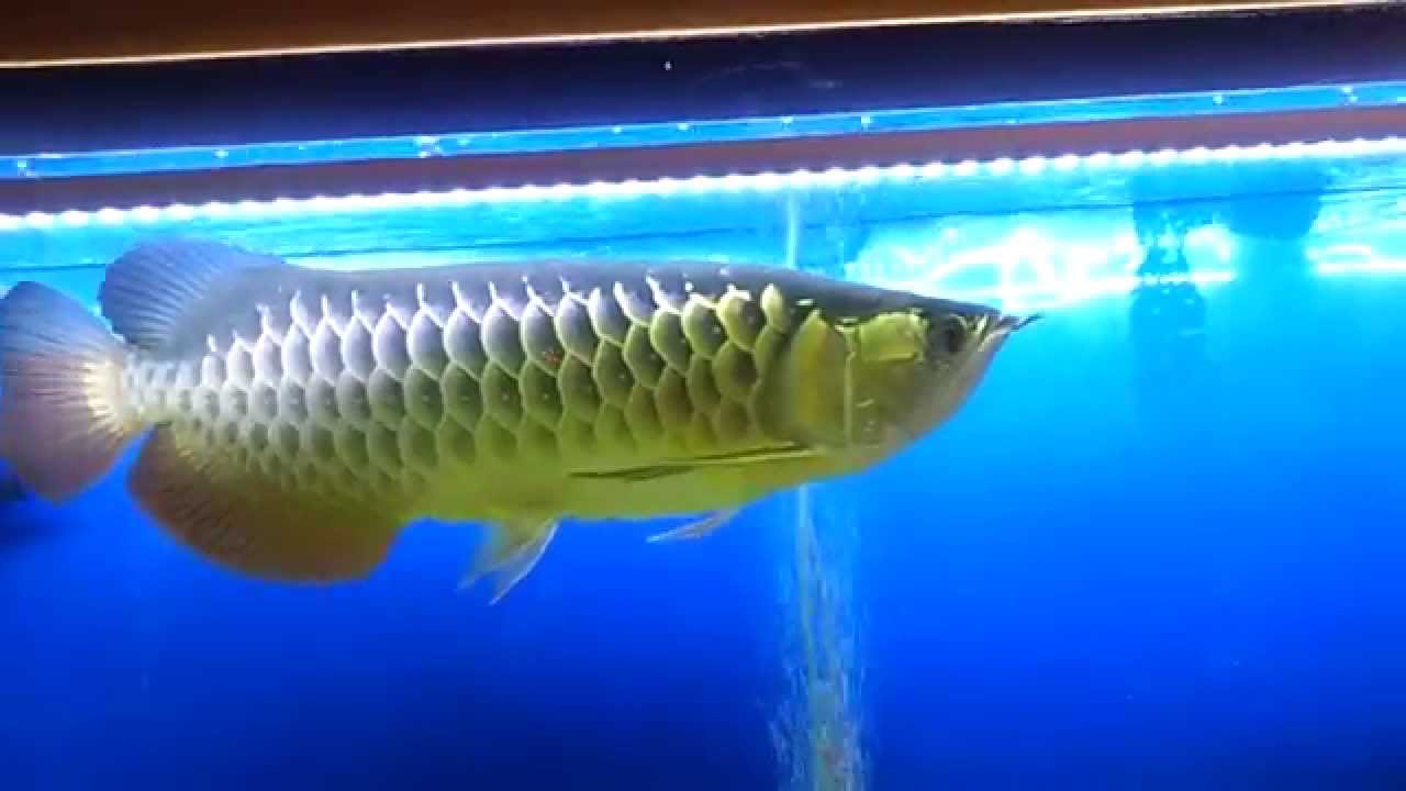  Rtg Arowana  YouTube