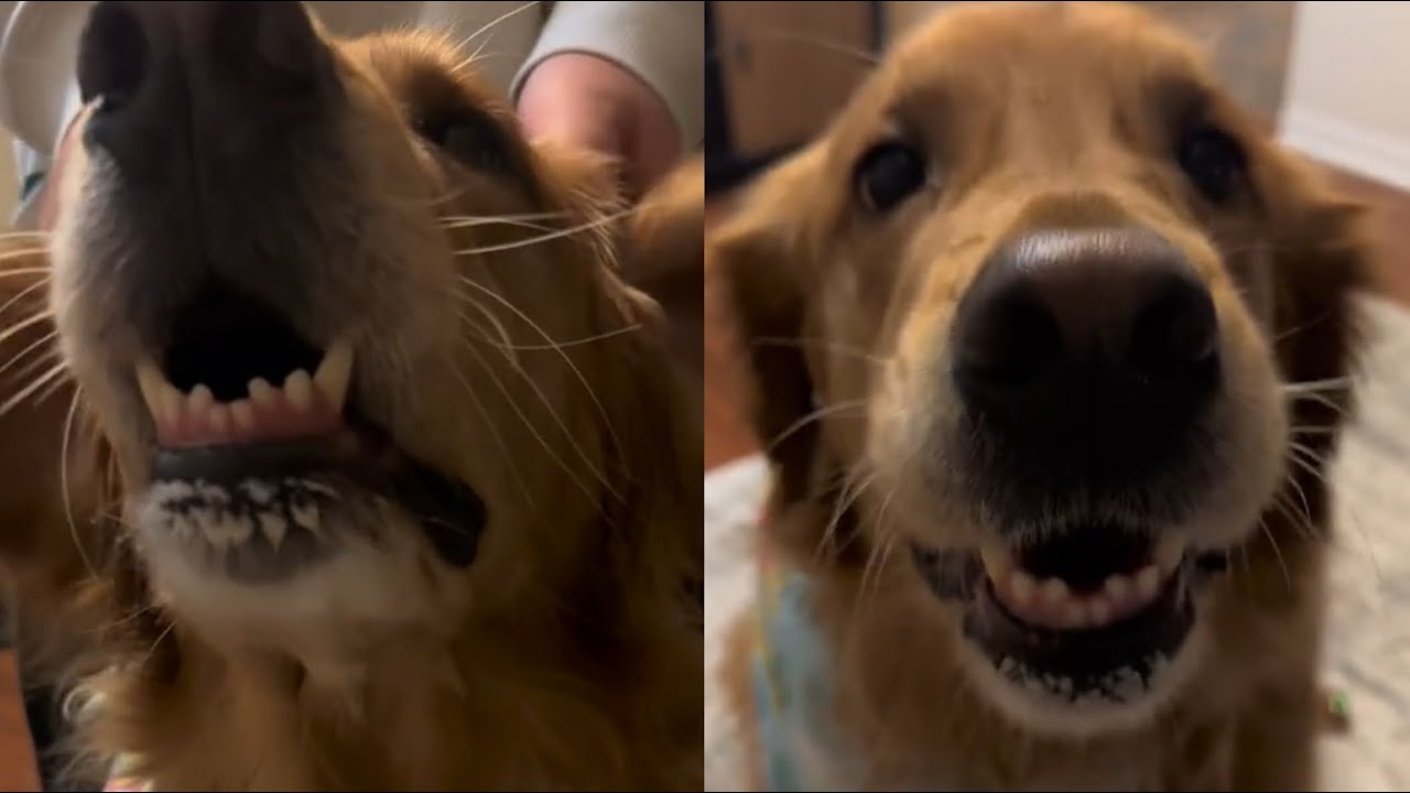 Dog Burps On Command