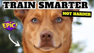 The Fastest Way To Train Your Basenji Right Now