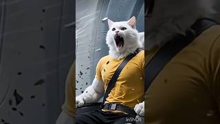 Cat Accident Httpsyoutubejsid6ovzv5qsiism3uym kxbbctaa