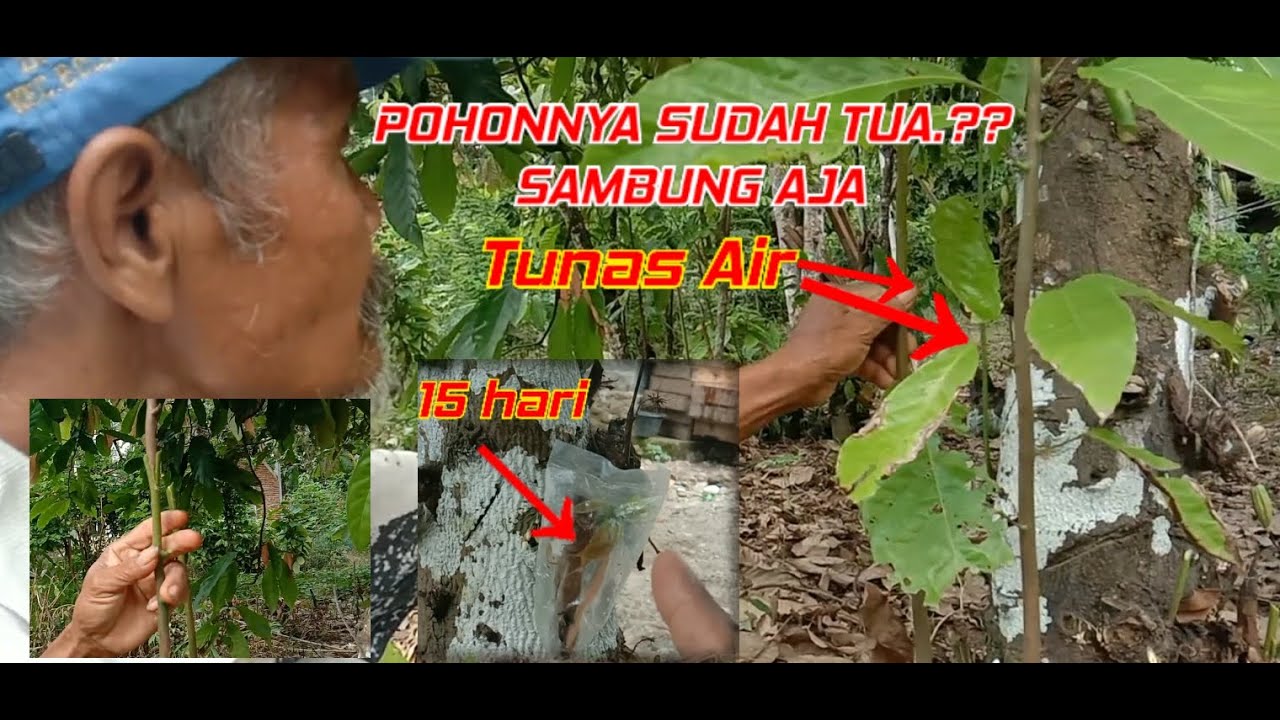 SAMBUNG PUCUK TUNAS AIR KAKAO UNTUK MEREMAJAKAN POHON KAKAO || SAMBUNG CUPON KAKAO