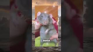 Tikus yang bisa menari #viral #shorts