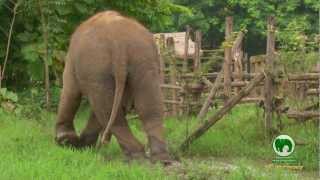 Elephant Nature Park  10 Year Anniversary