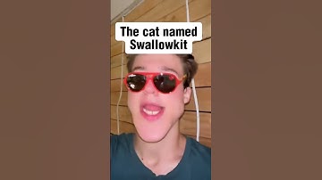 Names of Warrior Cats... #meme #speedmcqueen #foryou #warriorcats  #trending