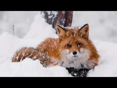 اخطر انواع الثعالب في العالم