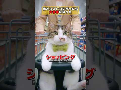 猫とコストコにお買い物にいったら大惨事になった件 #クスッと動画 #shorts