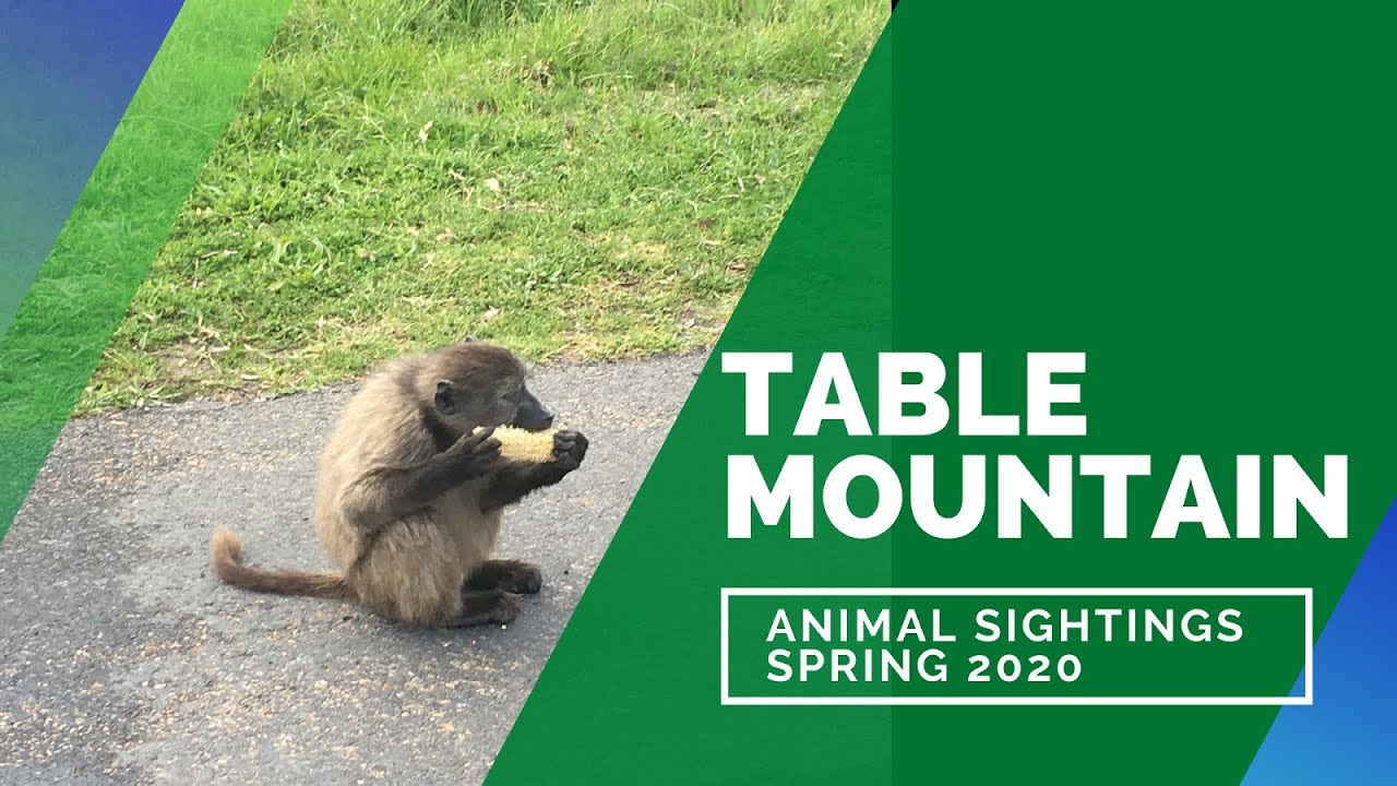 Wild Animals Of Table Mountain Spring