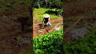 Digging the soil and leveling the plants #shorts