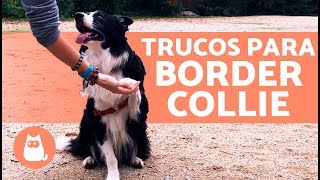 Adiestramiento de un BORDER COLLIE | Hiro Border Collie