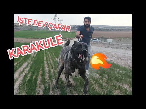 ÇAPAR KANGAL KÖPEK SEVENLER BÖYLESİNİ GÖRMEDİNİZ❗ ÇAPAR KANGAL ÜRETİCİSİ ŞÜKRÜ PEKELİ ZİYARET ETTİM